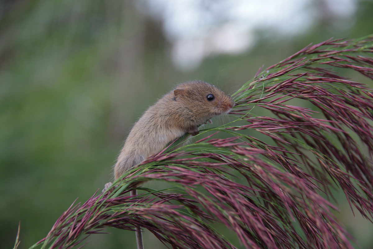 Cursus zoogdieren leren kennen voor beginners