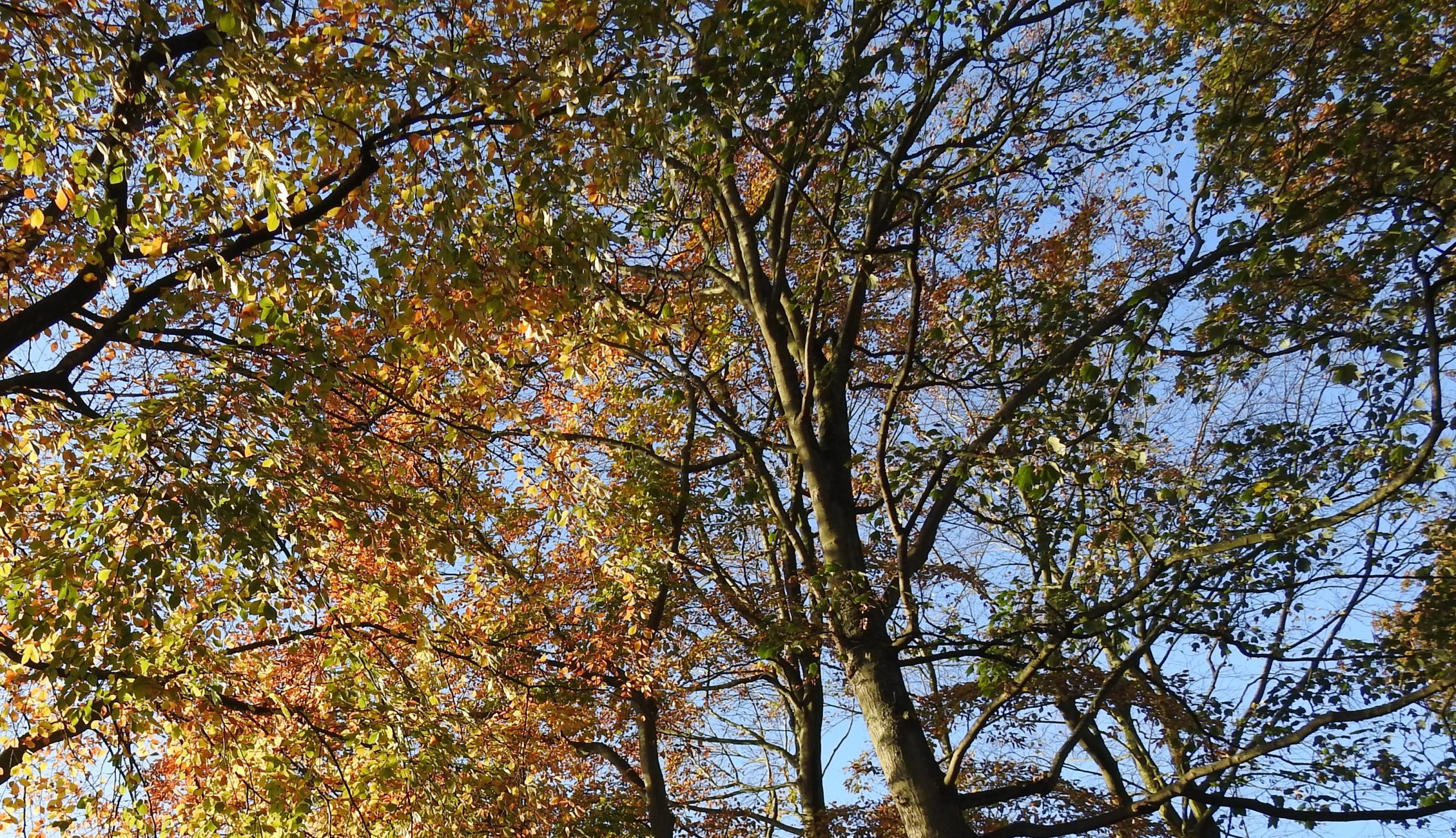 Beginnerscursus Bomen en Struiken