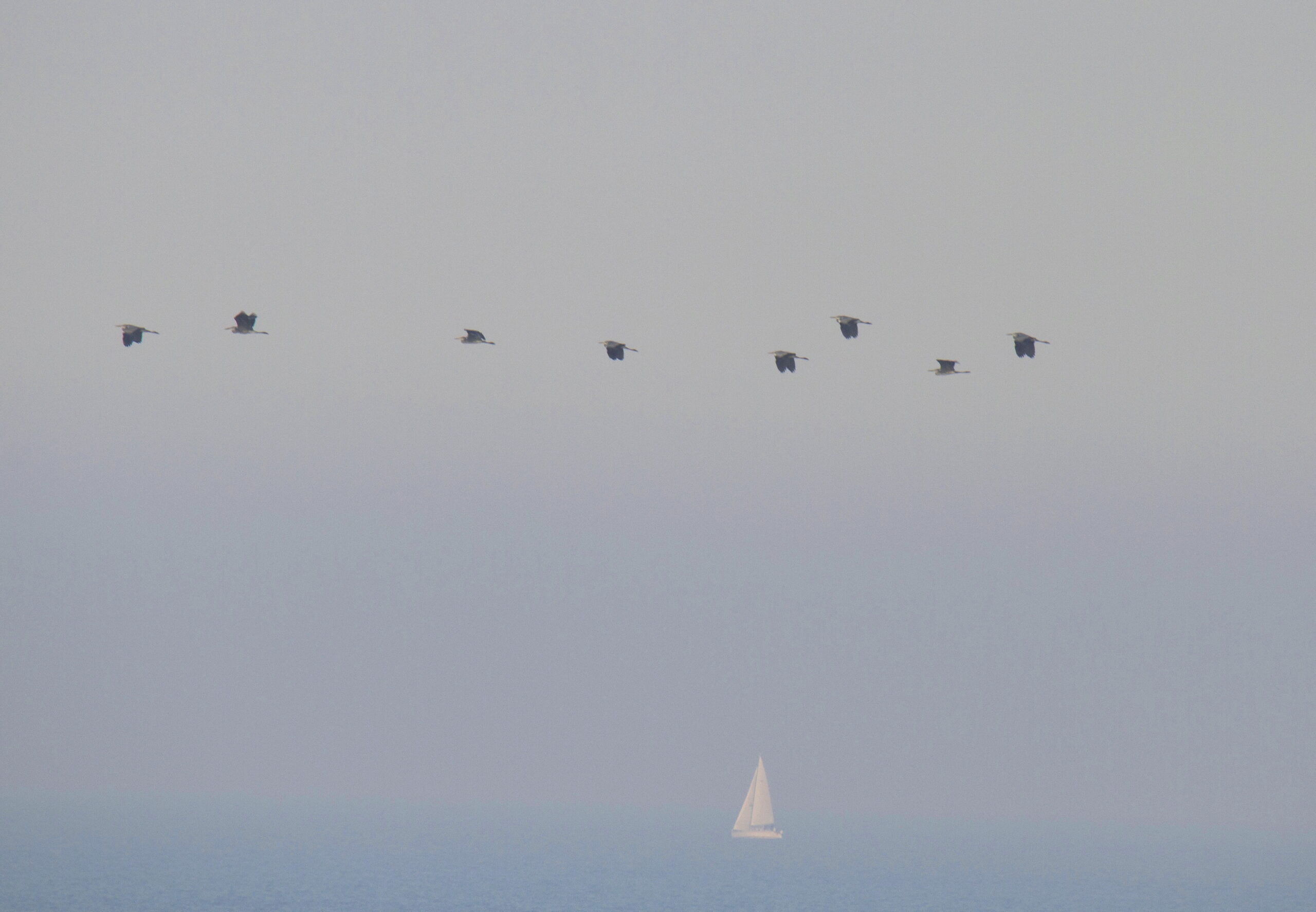 Verslag EuroBirdwatch 2025