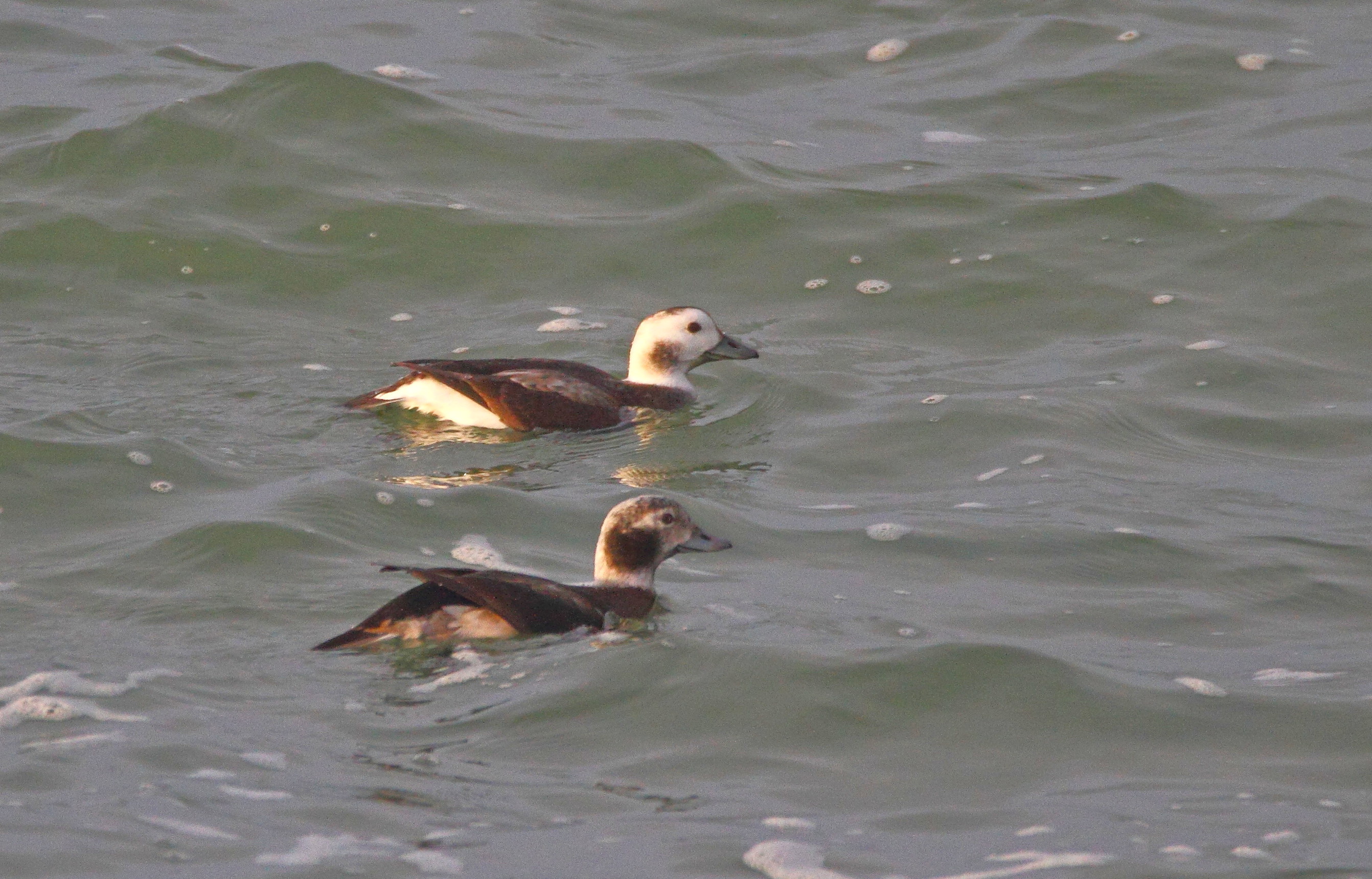 Vogels kijken op de Brouwersdam
