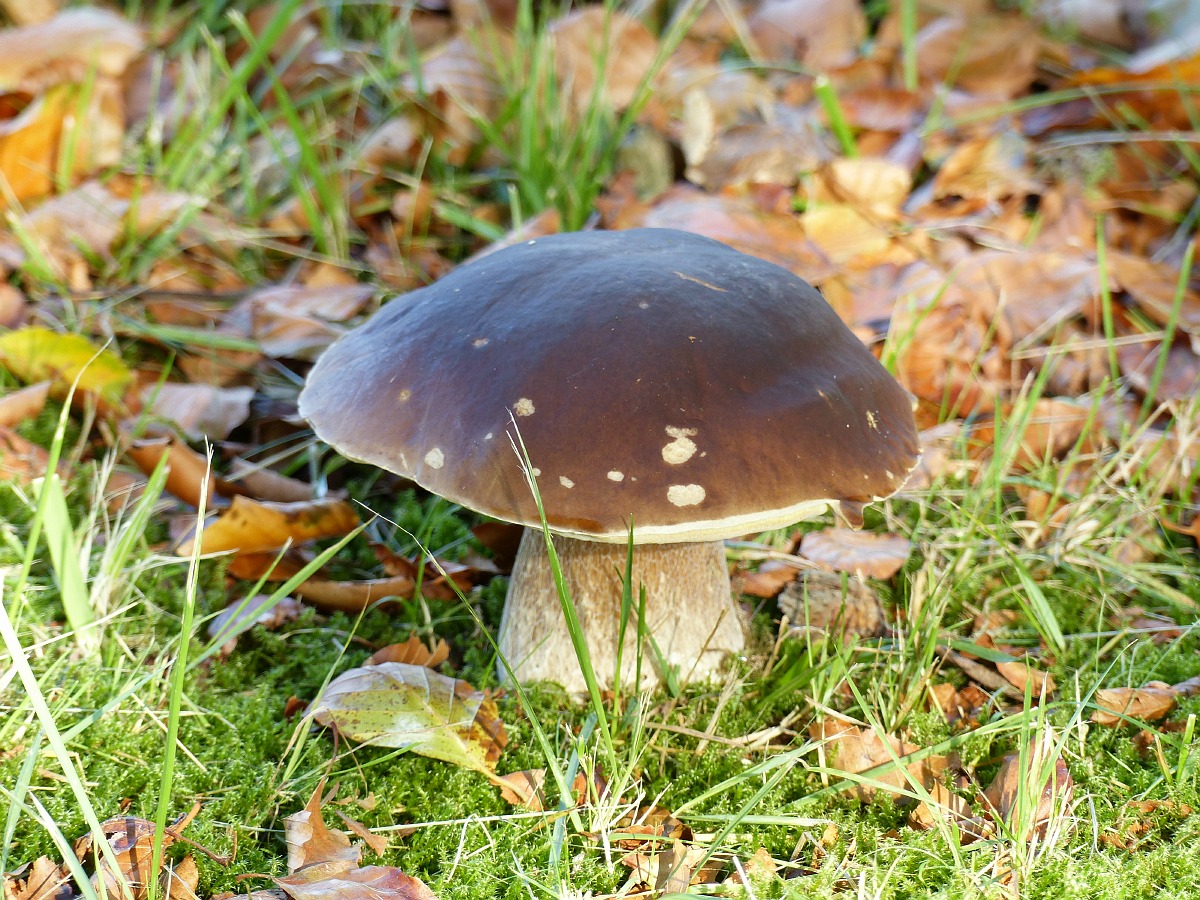 Beginnerscursus paddenstoelen